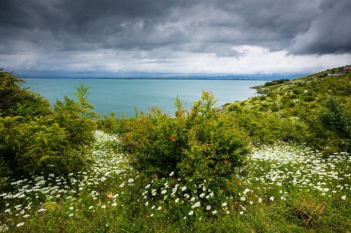 Shkodra Lake Albania, MontenegroShkodra Lake Albania, Montenegro, South shore with spring flowers