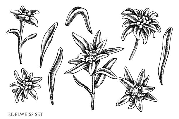 illustrazioni stock, clip art, cartoni animati e icone di tendenza di insieme vettoriale di edelweiss in bianco e nero disegnato a mano - stella alpina