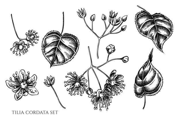Vector set of hand drawn black and white tilia cordata Vector set of hand drawn black and white tilia cordata stock illustration tilia cordata stock illustrations
