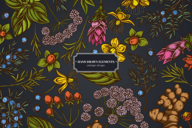 kwiatowy wzór na ciemnym tle z angeliką, bazylią, jałowcem, hipericum, rozmarynem, kurkumą - angelica plant flower uncultivated stock illustrations