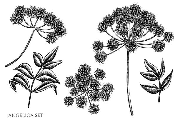 wektorowy zestaw ręcznie rysowanych czarno-białych angeliki - angelica plant flower uncultivated stock illustrations