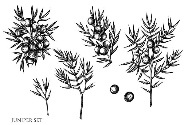 ilustrações de stock, clip art, desenhos animados e ícones de vector set of hand drawn black and white juniper - fruit freshness tree foods and drinks