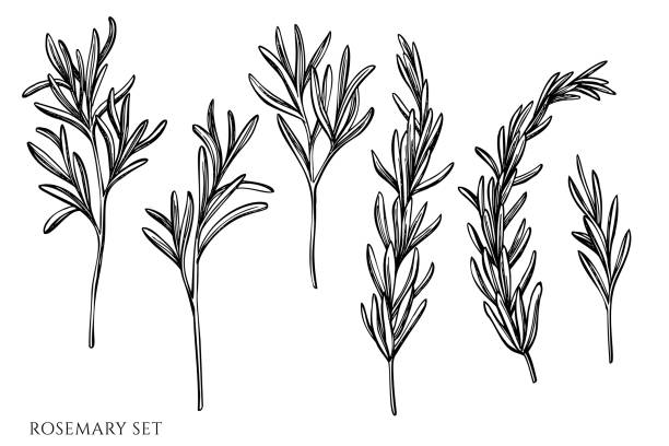 Vector set of hand drawn black and white rosemary Vector set of hand drawn black and white rosemary stock illustration rosemary stock illustrations