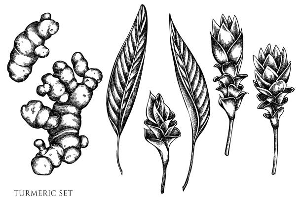 Vector set of hand drawn black and white turmeric Vector set of hand drawn black and white turmeric stock illustration ginger ground spice root stock illustrations
