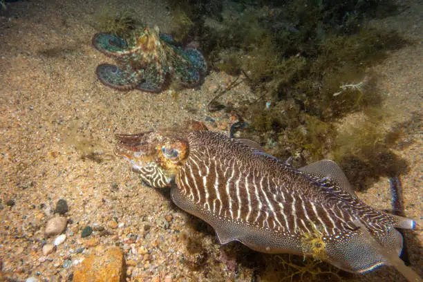 Common octopus (Octopus vulgaris) and Common Cuttlefish into the sea