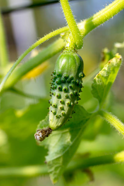istock Grown fresh small cucumber on a branch close up 1163581023