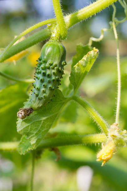 istock Grown fresh small cucumber on a branch close up 1163581121
