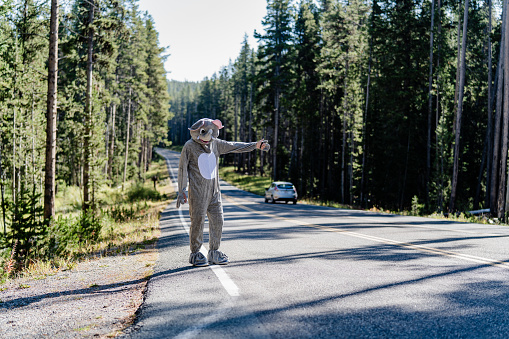 Person dressed in elephant costume is catching a ride, hitchhiking. Road in the forest.