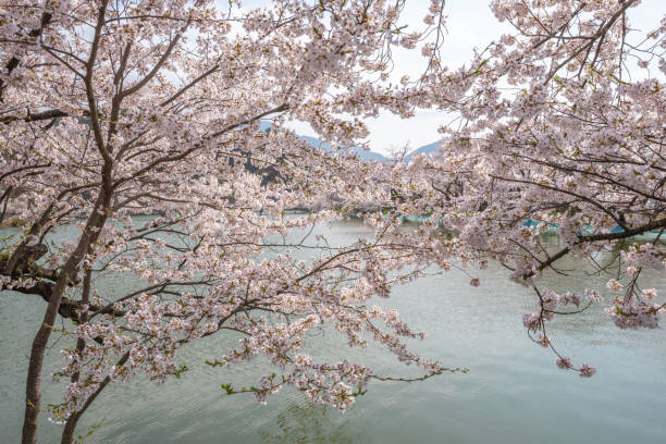 istock Cherry blossom full bloom at Garyu park, Nagano 1163581896