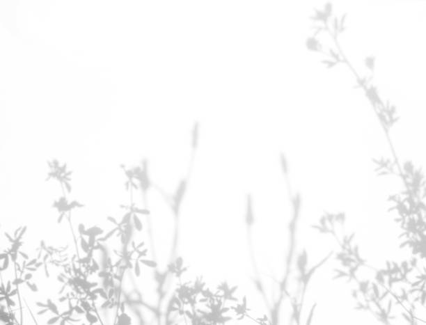 istock Gray shadows of the flowers and grass 1163582700