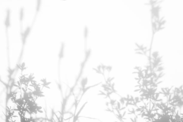 istock Gray shadows of the flowers and grass 1163582704