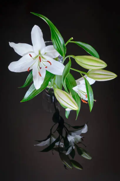 White lily in transparent vase, reflected on black glass background - vertical. Lilium Navona is an Asiatic lily hybrid variety of white lilies, used in cutflower production worldwide.