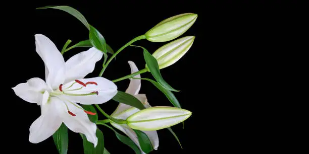 White lily isolated on black background, with space for text on the right. Lilium Navona, an Asiatic lily hybrid variety of white lilies, used in cutflower production worldwide.
