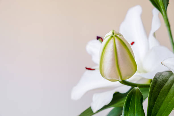 istock White lily bud with space for text on the left, on light gray to pink/coral gradient background - focus stacked. Concept for purity and Christianity. 1163583967
