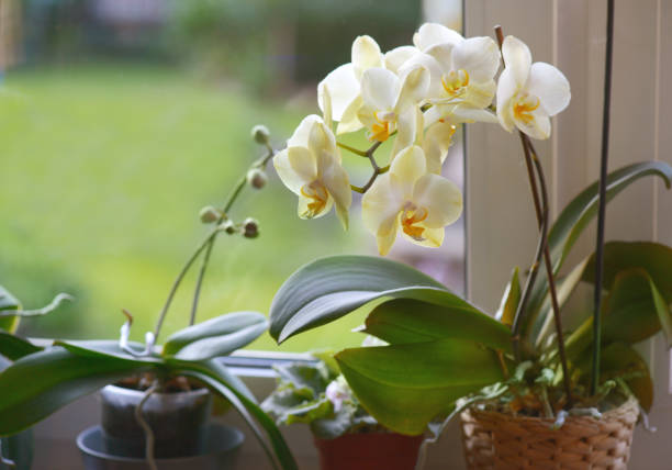 орхидея цветок - flower single flower defocused growth стоковые фото и изображения