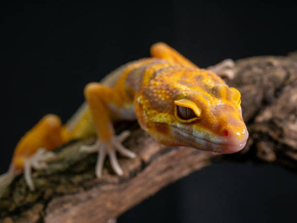 istock Orange gecko lizard on wood, animal closeup. 1163584321