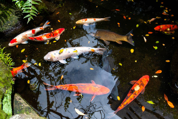 istock Beautiful pond with Japanese colorful koi carp fish 1163584383