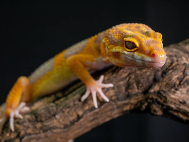 istock Orange gecko lizard on wood, animal closeup. 1163584420