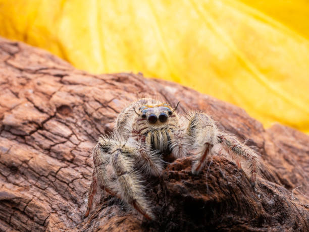 istock Beautiful tiny jumping spider with colourful background from macro photography. 1163584457