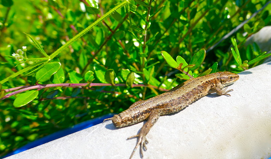 Lizard without tail lies on a wall, protected by a green hedge and enjoys the sun