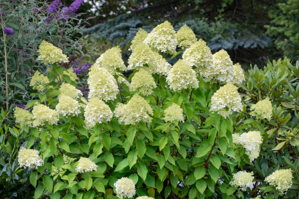 Hydrangea Hydrangea panicle stock pictures, royalty-free photos & images