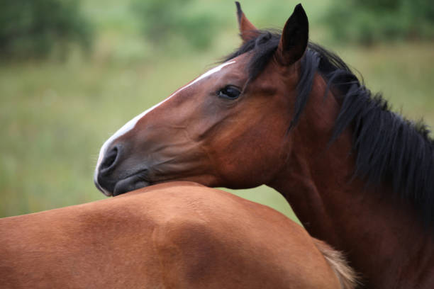 istock wild horse portrait field background 1163586813