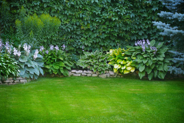 beautiful garden with green grass - spruce tree fotos imagens e fotografias de stock