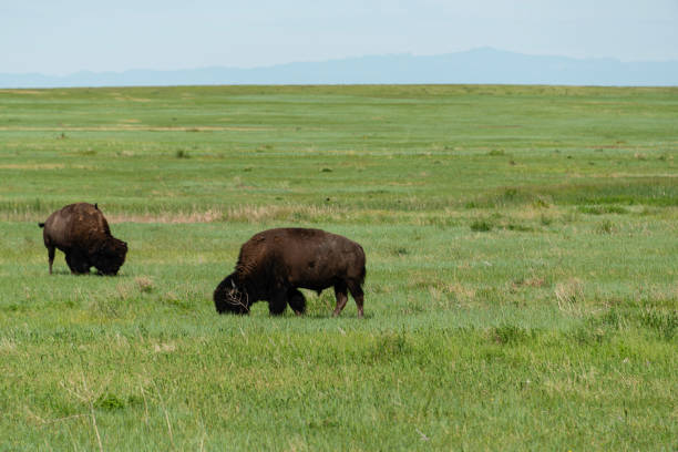 istock Bison Grazing, Badlands National Park 1163586966