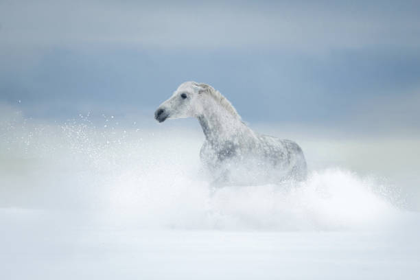 il cavallo grigio nel cumulo di neve dietro il campo invernale - horse winter dapple gray gray foto e immagini stock