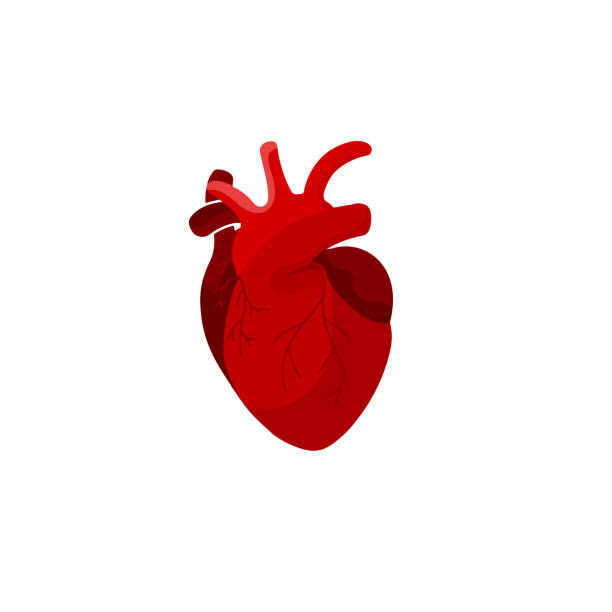 ilustraciones, imágenes clip art, dibujos animados e iconos de stock de concepto de medicina creativa. icono anatómico de diseño de dibujos animados del corazón humano en estilo plano ilustración vectorial aislada - pumping blood illustrations