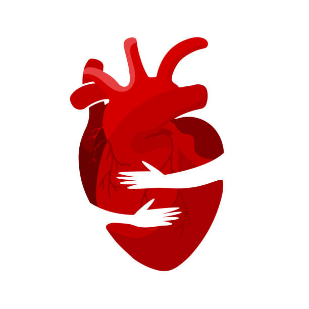 ilustraciones, imágenes clip art, dibujos animados e iconos de stock de concepto médico de un órgano rojo del corazón en un abrazo. se puede utilizar para carteles, iconos, banners web y tarjetas - human hand help pain heart attack