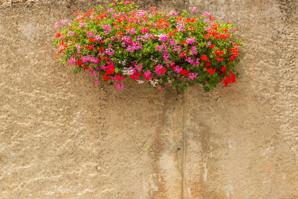 istock Picturesque old wall with bright blooming flowers. Spring and summer background 1163588987