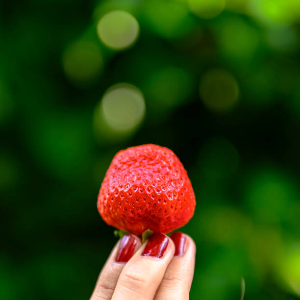 istock A ripe strawberry held high in fingertips. 1163589113