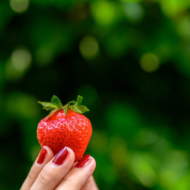 istock A ripe strawberry held high in fingertips. 1163589151