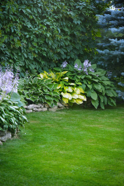 istock Beautiful garden with green grass 1163589406