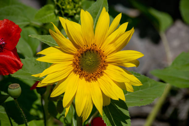 Sunflower Large sunflower head close up sunflower star stock pictures, royalty-free photos & images