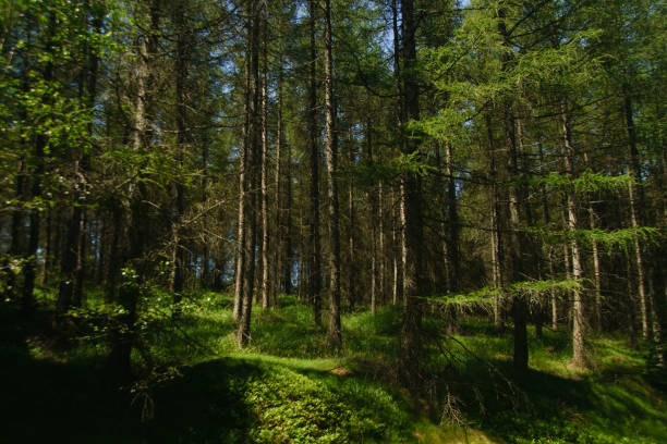 istock forest in the Isera mountains in summer 1163590738