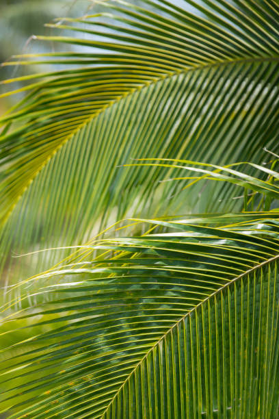 istock Summertime background tropical palm tree fronds Miami Beach FL 1163590760