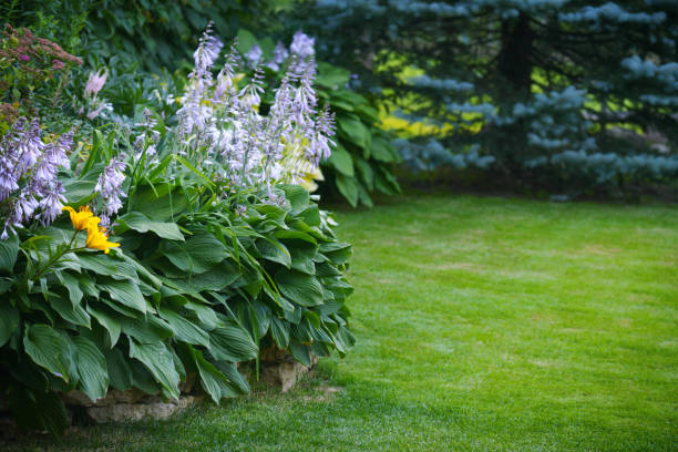 istock Beautiful garden with green grass 1163590816