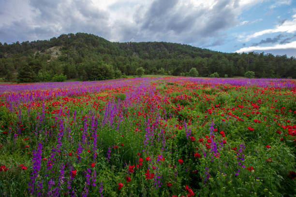istock Blossom poppy flowers on the meadow 1163591428