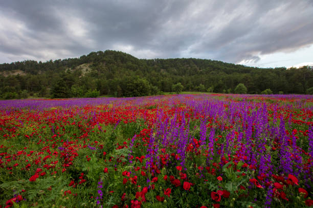 Blossom poppy flowers on the meadow - Image