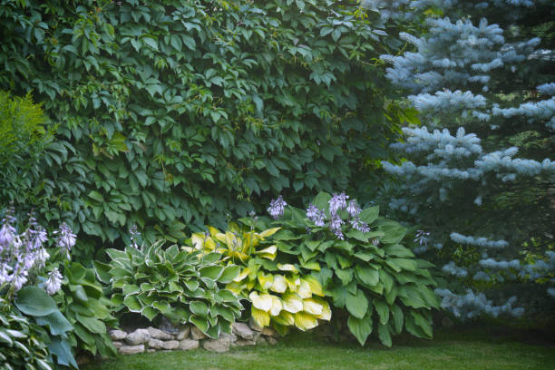 istock Beautiful garden with green grass 1163591488