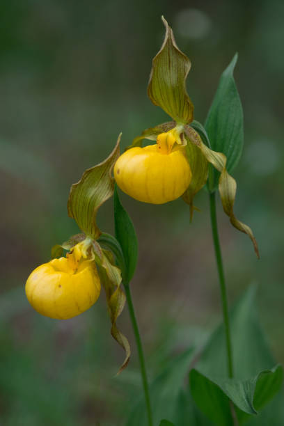 Flower lady slipper yellow plant bloom leaf pedal nature wild macro