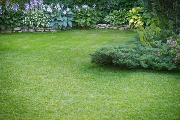 istock Beautiful garden with green grass 1163592066