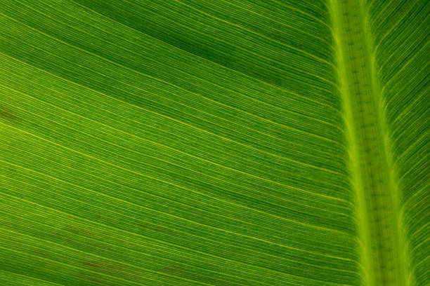 Banana Leaf macro