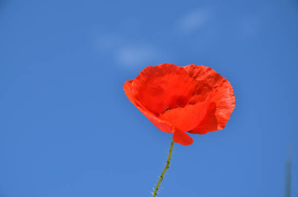 istock Red poppies and sky 1163592787