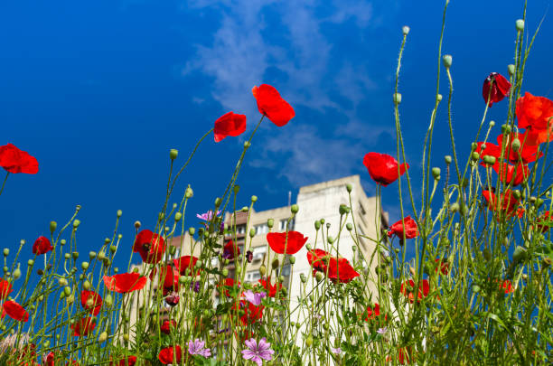 Poppies in blossom against blue sky and a tall residential building