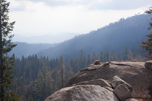 Wolverines on a rock overlooking Sequoia National Park, California, USA.