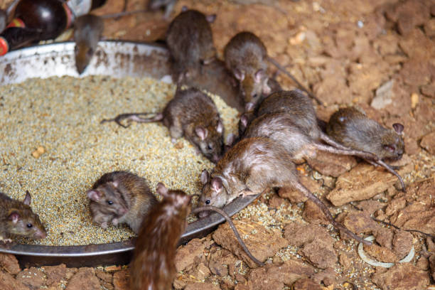 istock Rats in Karni Mata Temple or Rats Temple. Deshnok. Rajasthan. India 1163593521