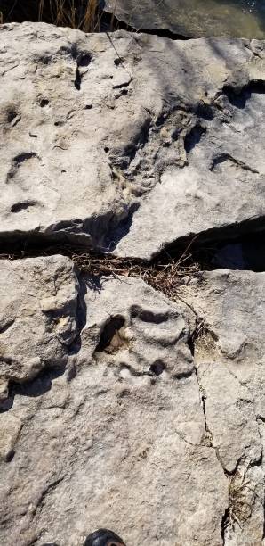 istock Dinosaur Fossil Footprint in  cracked stone 1163594081